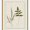 Botanical Pressings I