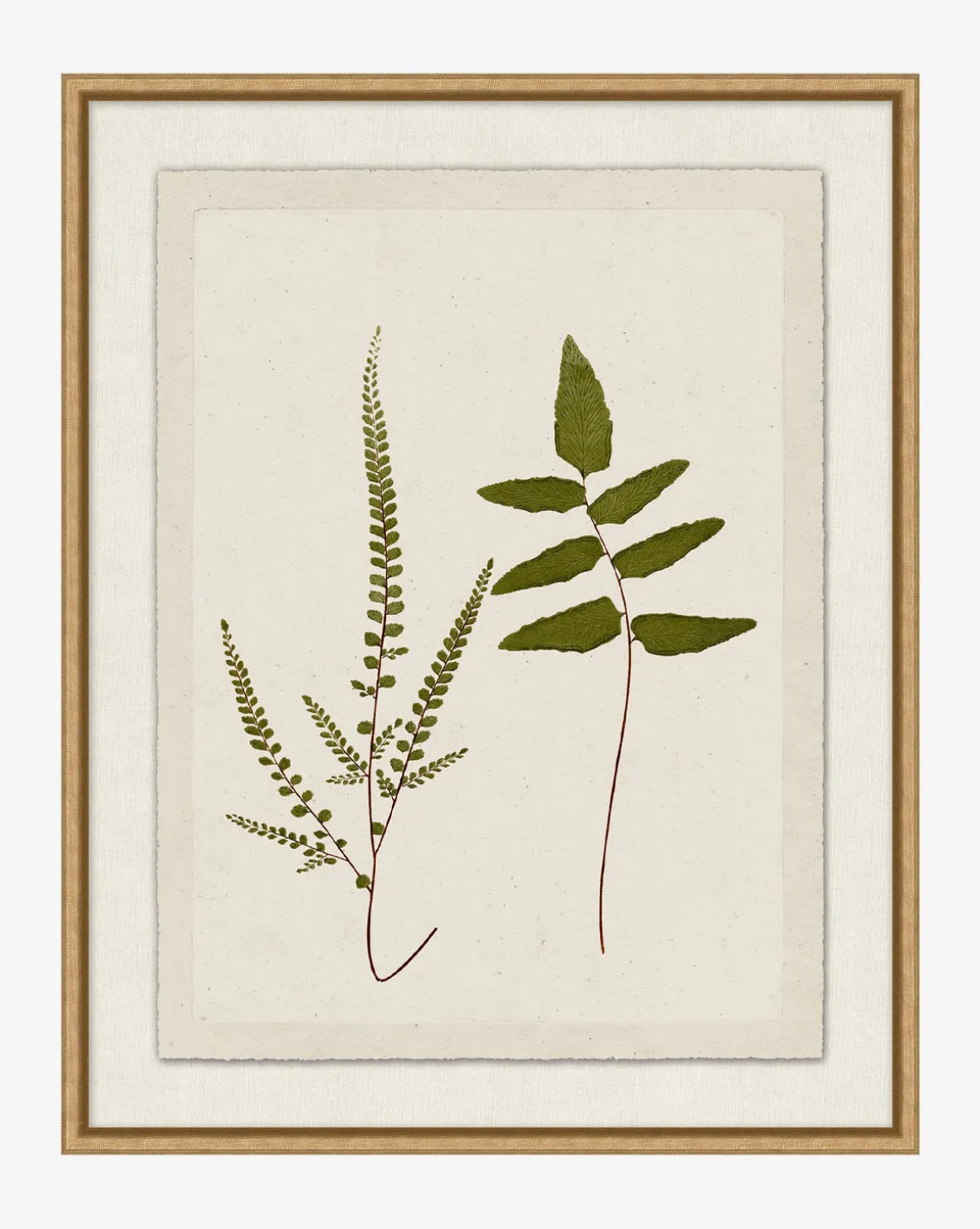 Botanical Pressings I