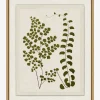 Botanical Pressings III