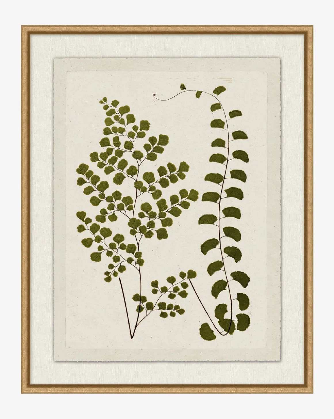 Botanical Pressings III