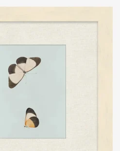 Butterflies Study I