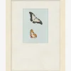 Butterflies Study II