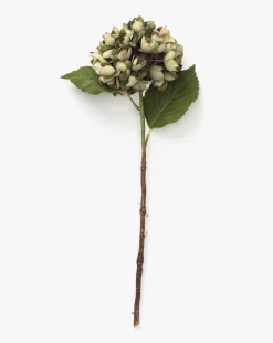 Green Hydrangea Stem