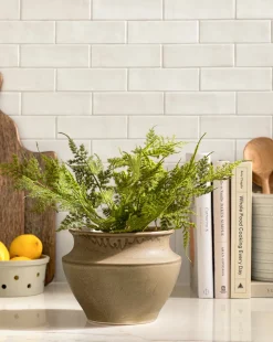 Plumosa Fern Drop-In